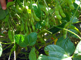 若いうちに収穫した枝豆は味覚に優れている